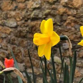 Sweetness Daffodil (Narcissus Sweetness) Img 4